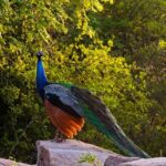 Morning Half-Day 7Hrs Safari Yala National Park - Practical Tips for Your Safari