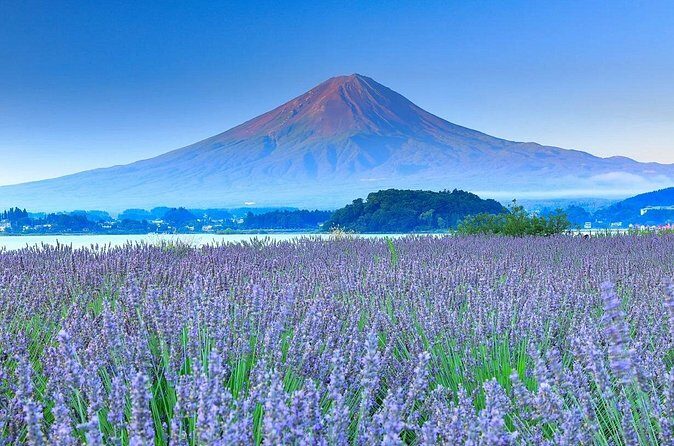 Mount Fuji, Oshino Hakkaiand,Hakone Ropeway Bus Tour Experience - What to Expect from the Experience