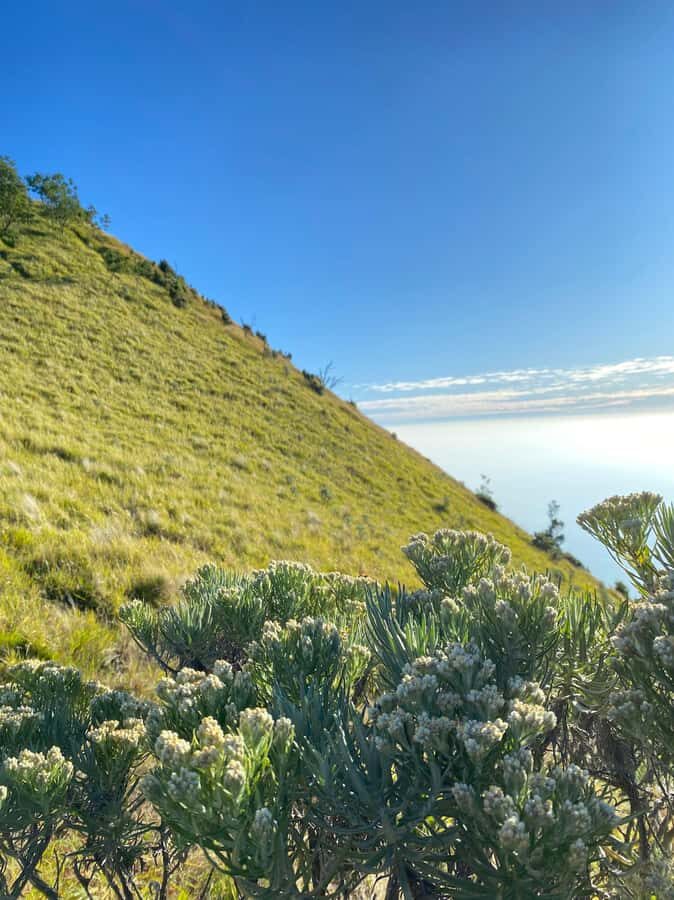 Mount Merbabu Edelweiss & Savanna Views tour from Yogyakarta - What to Know Before You Go