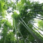 Mount Mogan Self-Guided Tour from Shanghai by Private Transfer - Who Is This Tour Best For?