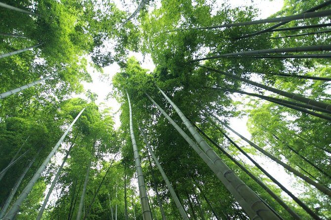 Mount Mogan Self-Guided Tour from Shanghai by Private Transfer - Who Is This Tour Best For?