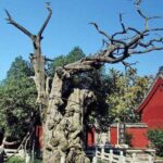 Mount Tai Private Day Tour from Jinan with Lunch and Cable Car Ride - The Itinerary in Detail