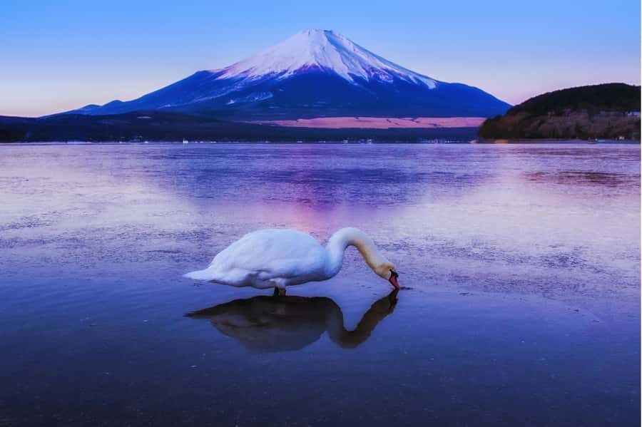 Mt. Fuji 6 Iconic Photo Spots Day Tour from Tokyo - Practical Aspects and Value