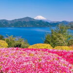 Mt Fuji and Hakone One Day Tour departure from Tokyo with lunch - Who Is This Tour Best For?