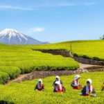 Mt.Fuji Day Trip from Tokyo:Strawberry,Tea Farm(Small Group) - The Value of the Experience