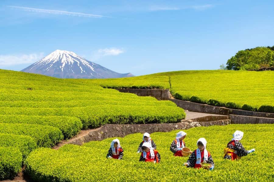 Mt.Fuji Day Trip from Tokyo:Strawberry,Tea Farm(Small Group) - The Value of the Experience
