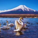 Mt. Fuji Scenic Train & Lake Kawaguchi Day Tour from Tokyo - What Does This Tour Mean for You?