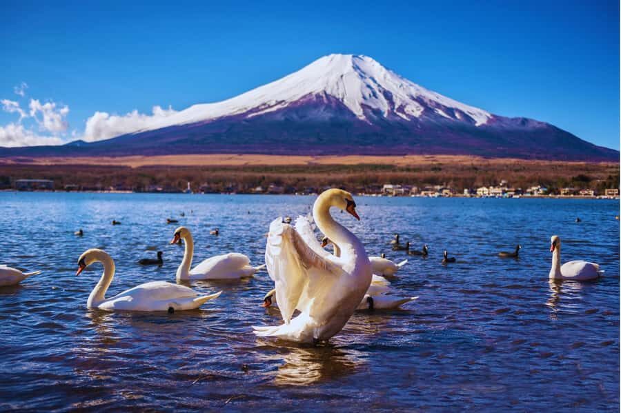 Mt. Fuji Scenic Train & Lake Kawaguchi Day Tour from Tokyo - What Does This Tour Mean for You?