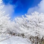 Mt. Gozaisho Ropeway,Nabana no Sato for Illumination and Begonia Garden! - Authentic Insights from Reviewers