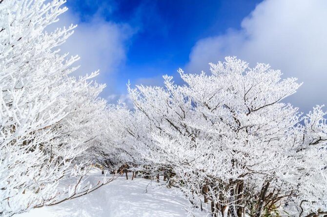 Mt. Gozaisho Ropeway,Nabana no Sato for Illumination and Begonia Garden! - Authentic Insights from Reviewers