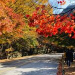 MT. Naejang Autumn Foliage and Jeonju Hanok village 1 Day Tour - Authentic Insights from Reviews