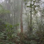 Munduk: Mount Shangyang Trek with Local Guide - An In-Depth Look at the Mount Shangyang Trek