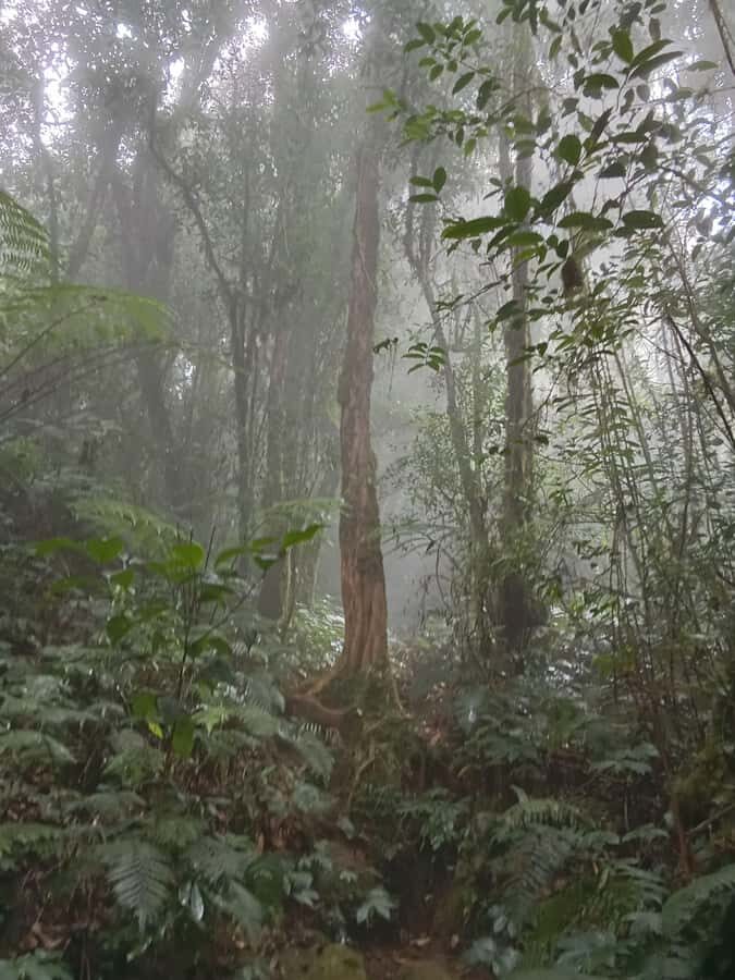Munduk: Mount Shangyang Trek with Local Guide - An In-Depth Look at the Mount Shangyang Trek