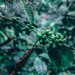 Munduk: Regenerative Roots Permaculture Farm Tour - An In-Depth Look at the Munduk Permaculture Farm Tour