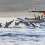 Munduk Waterfall Dolphin and Snorkeling Tour - What’s Included & What to Expect