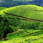 Munnar Same Day Tour: Lakes, Viewpoints & Tea Gardens - Transportation & Logistics