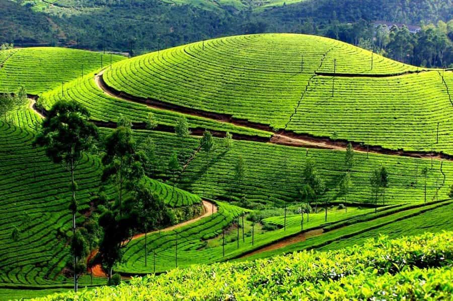 Munnar Same Day Tour: Lakes, Viewpoints & Tea Gardens - Transportation & Logistics