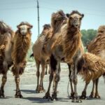 Muynak - "Ship Cemetery" Tour from Nukus - The Sum Up: Who Is This Tour Best For?