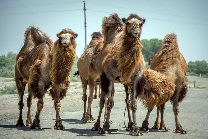 Muynak - "Ship Cemetery" Tour from Nukus - The Sum Up: Who Is This Tour Best For?