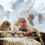 Myoko and Madarao Day Tour Snow Monkeys, Zenkoji and Sake - Practical Details and Considerations