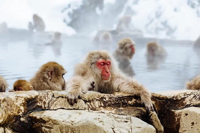 Myoko and Madarao Day Tour Snow Monkeys, Zenkoji and Sake - Practical Details and Considerations