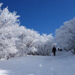 Nabana no Sato, Gozaisho Frozen Tree and Outlet Tour from Osaka - Who Should Consider This Tour?