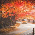 Naejangsan Fall Foliage Tour from Seoul with Busan Drop-off - Analyzing the Value: Is It Worth It?