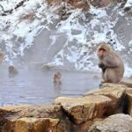Nagano Highlights Day Tour with Snow Monkeys - What Travelers Say About This Tour