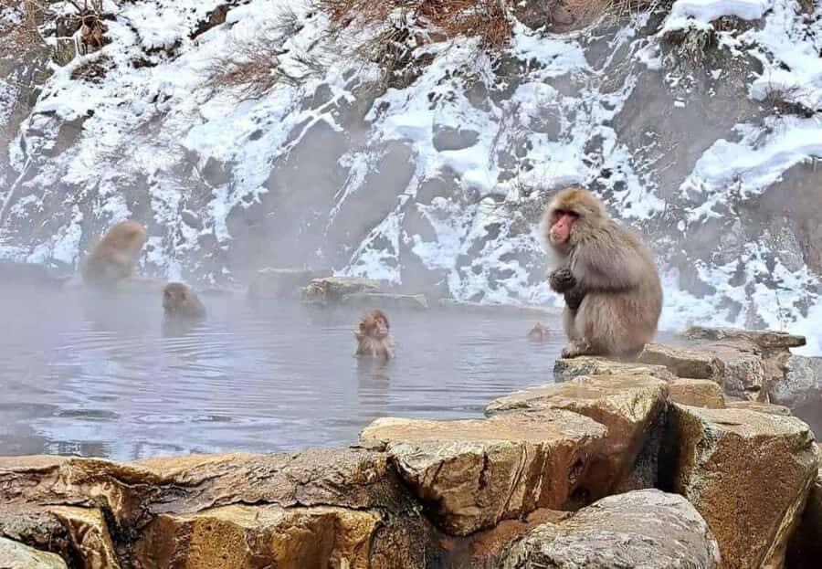Nagano Highlights Day Tour with Snow Monkeys - What Travelers Say About This Tour