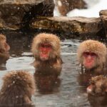 Nagano Highlights Snow Monkeys Nozawa Onsen and Zenkoji Temple - Practical Tips for the Tour