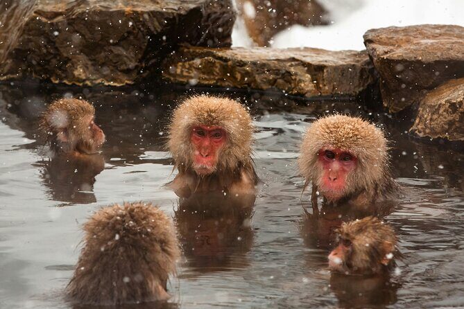 Nagano Highlights Snow Monkeys Nozawa Onsen and Zenkoji Temple - Practical Tips for the Tour