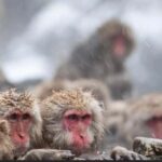 Nagano: Private snow monkey Tour in Luxury car - An In-Depth Look at the Nagano Private Snow Monkey Tour