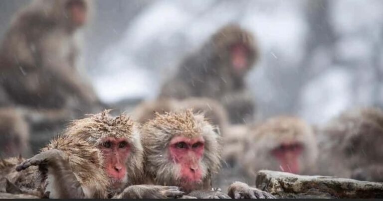 Nagano: Private snow monkey Tour in Luxury car - An In-Depth Look at the Nagano Private Snow Monkey Tour