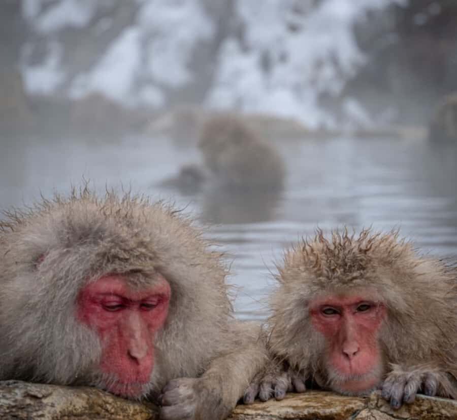 Nagano Private Tour with Snow Monkeys & Zenko-ji Temple - Transportation & Logistics