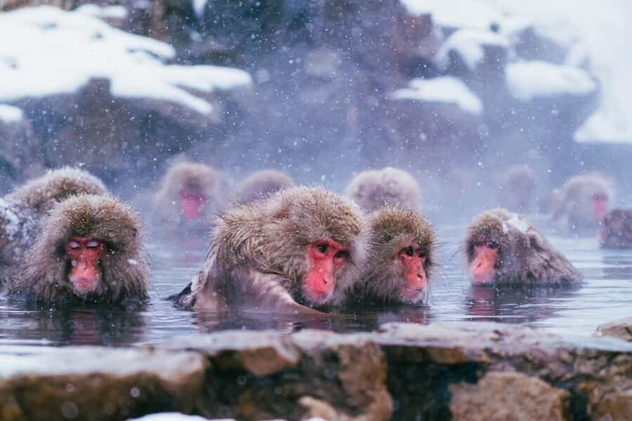 Nagano Snow Monkey Day Trip from Tokyo by Bullet Train - Why This Tour Offers Great Value