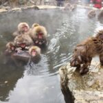 Nagano: Snow Monkey Park Full Day Tour Fully Customizable - Why This Tour Offers Great Value