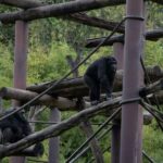 Nagano Snow Monkey private Day Tour from Tokyo - What Makes This Tour Stand Out
