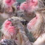 Nagano: Snow Monkey Private Day Tour with Driver from Tokyo - A Detailed Look at the Nagano Private Day Tour