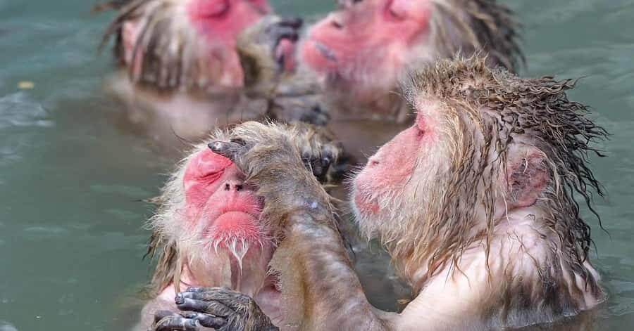 Nagano: Snow Monkey Private Day Tour with Driver from Tokyo - A Detailed Look at the Nagano Private Day Tour