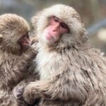 Nagano Snow Monkey Private Full-Day Tour - What’s Included and What’s Not