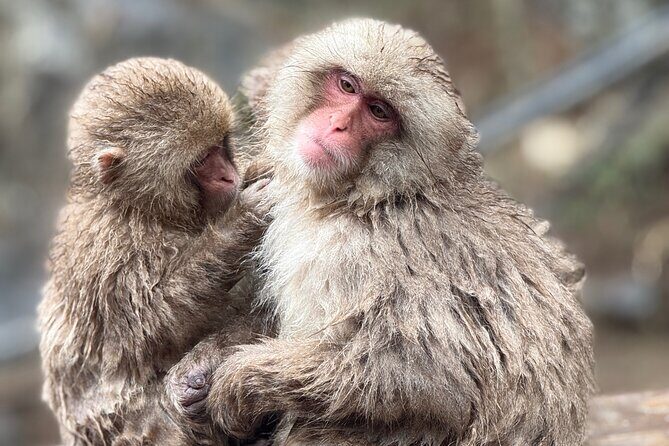 Nagano Snow Monkey Private Full-Day Tour - What’s Included and What’s Not
