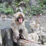 Nagano: Snow Monkeys of Jigokudani Guided Tour - Who Is This Tour Best For?