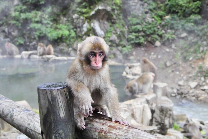 Nagano: Snow Monkeys of Jigokudani Guided Tour - Who Is This Tour Best For?