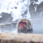 Nagano/Tokyo: Snow Monkey Private Car Tour Hotel Pick & Drop - Key Points