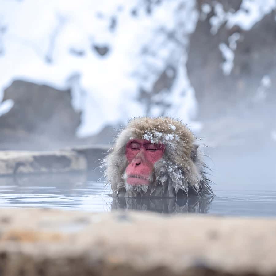 Nagano/Tokyo: Snow Monkey Private Car Tour Hotel Pick & Drop - Key Points