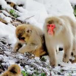 Nagano Tokyo: Snow Monkey Private Day Tour Hotel Pick & Drop - A Deep Dive into the Experience