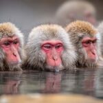 Nagano Tokyo: Snow Monkey, Zenkoji Temple Private Van Tour - Who Would Love This Experience?