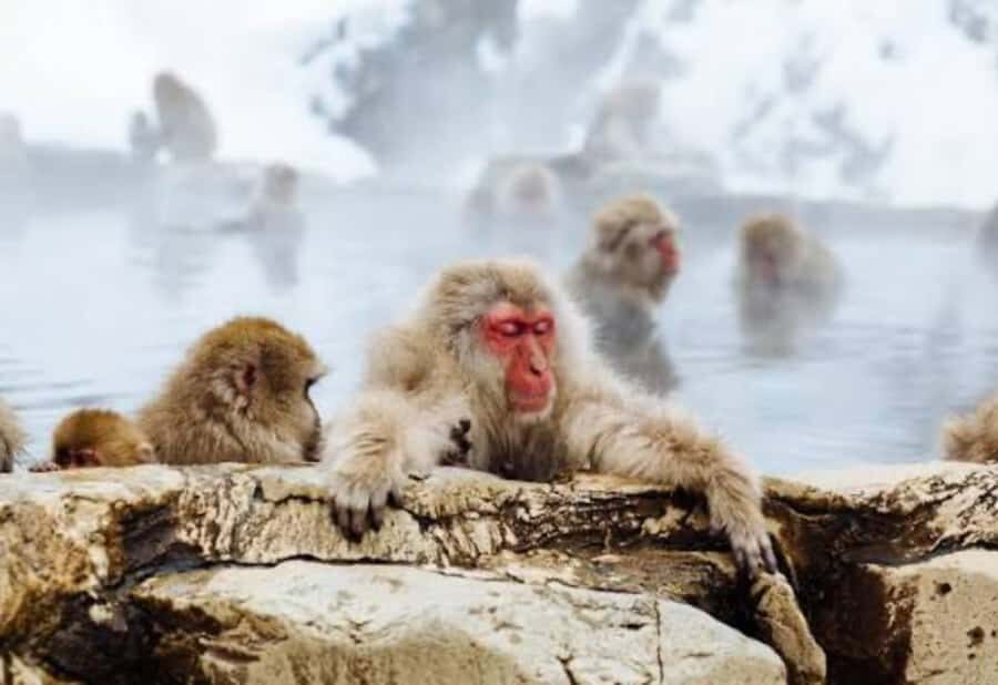 Nagano:Snow Monkey Park Private Customizable Tour With Guide - Practical Details and Comfort