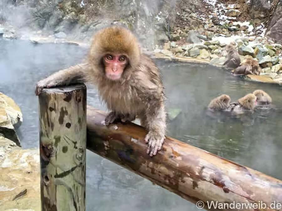Nagano:Snow Monkeys & Zenko-ji Temple Scenic Whole Day Tour - What Makes This Tour Valuable?