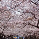 Nagasaki Cherry Blossom Hanami Tradition Experience - In-Depth Look at the Nagasaki Cherry Blossom Hanami Experience